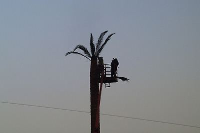 Sztuczna palma, ilustracja 3
